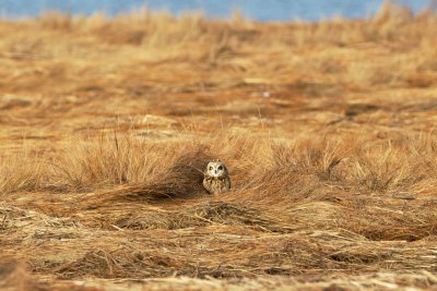 Short-Eared Owls always look pissed-off to me.