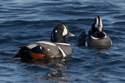 Harlequin Duck males