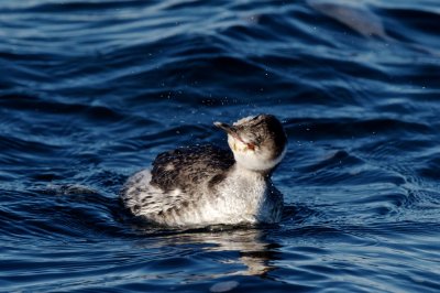 Horned Grebe