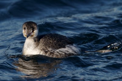Horned Grebe