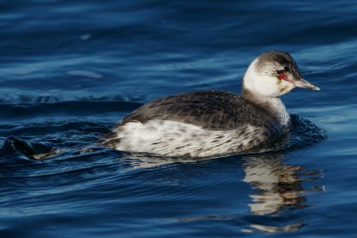 Horned Grebe