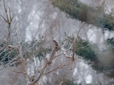 Northern Hawk-Owl near Stowe, VT Feb 2014