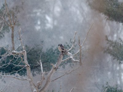 Northern Hawk-Owl 