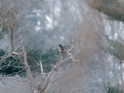 Northern Hawk-Owl 
