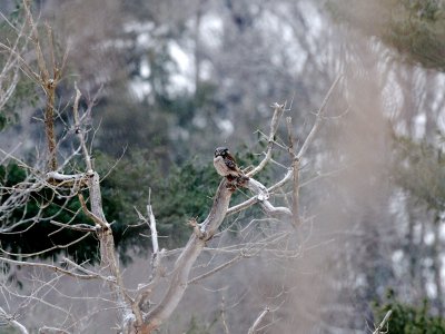 Northern Hawk-Owl