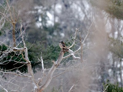 Northern Hawk-Owl 