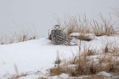 Snowy Owl, Crane Beach