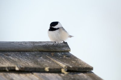 Black-Capped Chickadee, Victory Bog, VT Feb 2014