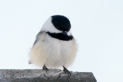 Black-Capped Chickadee, Victory Bog, VT 