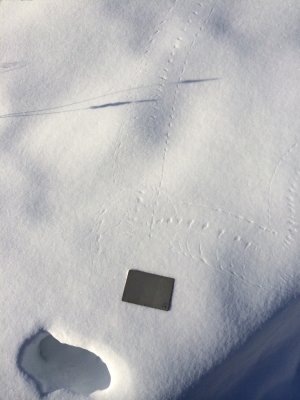 Mystery marks in snow, Victory Bog