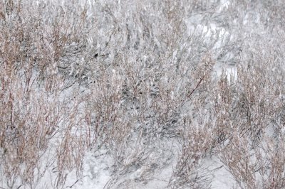 poverty grass in snow, Feb 2014