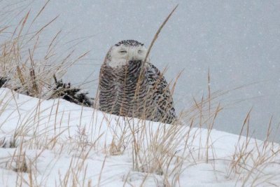 Snowy Owl, Crane Beach