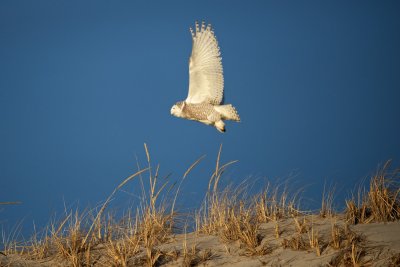 Snowy Owl, Crane Beach March 2014