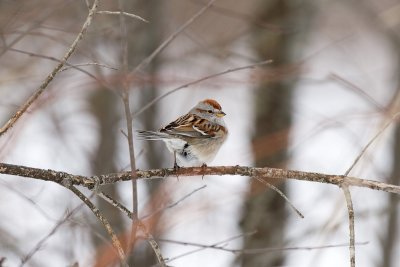 Tree Sparrow, Northeast Kingdom, VT, March 2014