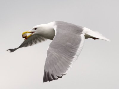 Seattle area birds 2014