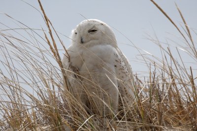 Snowy Owl, Crane Beach, April 2014