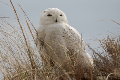 Snowy Owl, Crane Beach, April 2014