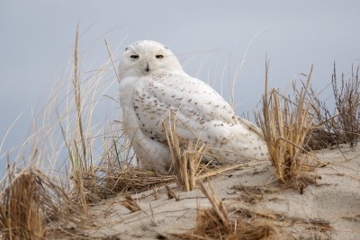 Snowy Owl, Crane Beach, April 2014