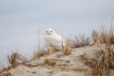 Snowy Owl, Crane Beach, April 2014