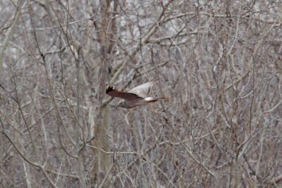 Northern Harrier male, Crane Beach