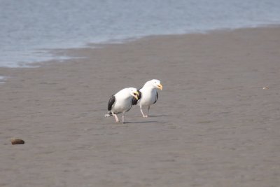 Great Back-Backed Gulls walking together