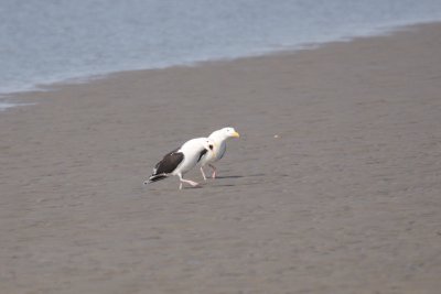 Great Back-Backed Gulls walking together