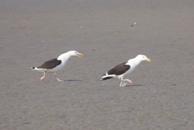 Great Back-Backed Gulls walking together