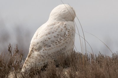 Snowy Owl, Crane Beach, April 2014