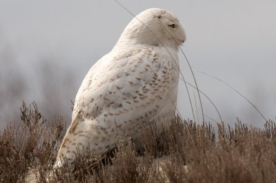 Snowy Owl, Crane Beach, April 2014