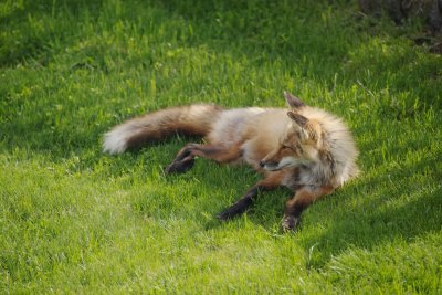 Foxie relaxing on the lawn