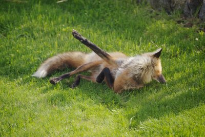 Foxie relaxing on the lawn