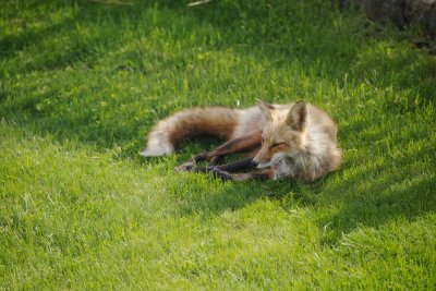 Foxie relaxing on the lawn