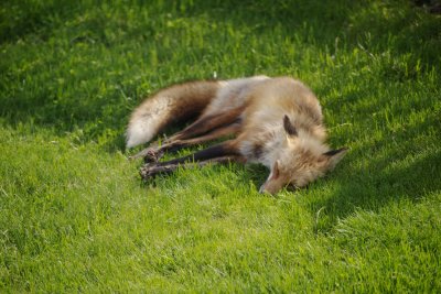 Foxie relaxing on the lawn