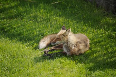 Foxie relaxing on the lawn19 May 2014.jpg