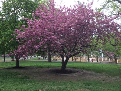 Boson Common tree in bloom