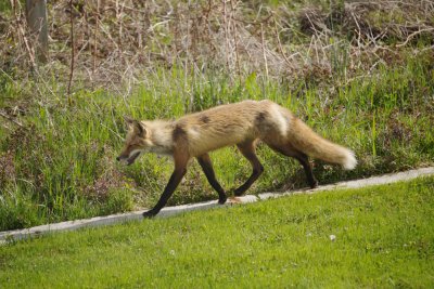 Foxie comes for a visit