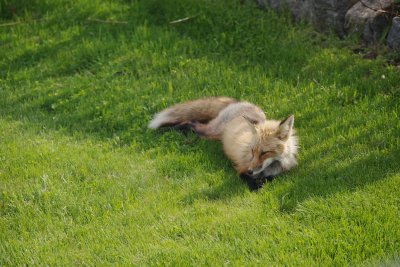 Foxie relaxing on the lawn