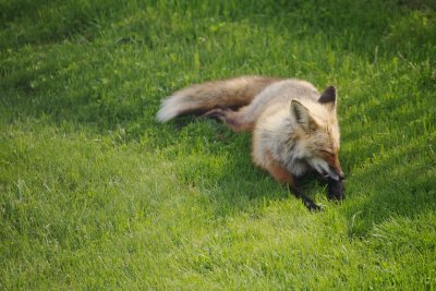 Foxie relaxing on the lawn