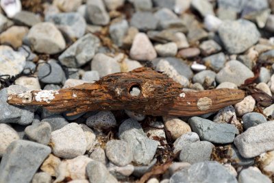 ship fragment, Misery Island