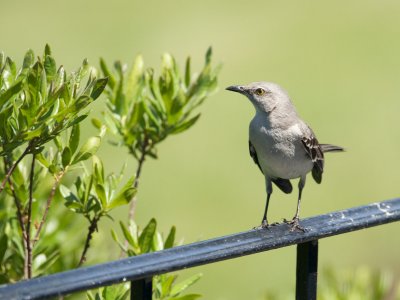 Northern Mockingbird adult
