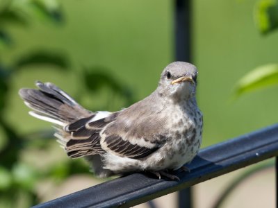 Northern Mockingbird fledgling