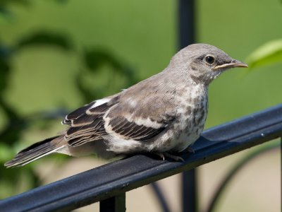 Northern Mockingbird fledgling