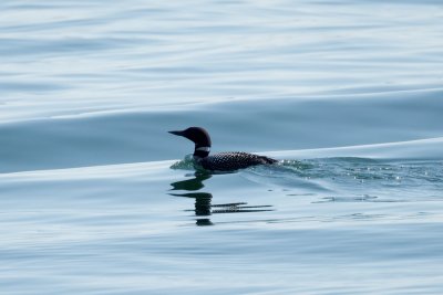 Common Loon, Salem Harbor