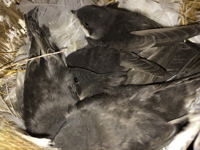 Tree Swallow nestlings almost ready to leave the nest box