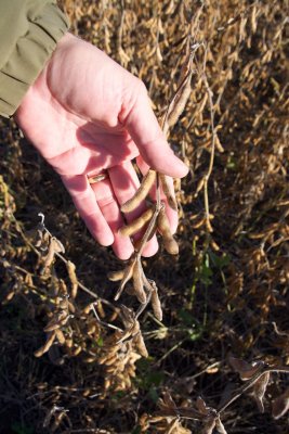 What are these beans?