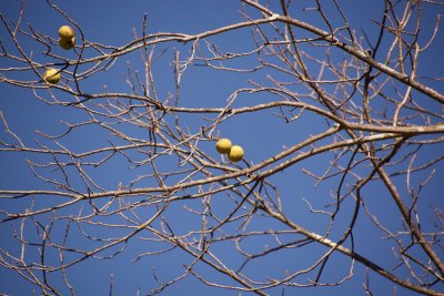 Black Walnut fruit in Bevans
