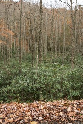 Rhododendron heaven on the hills