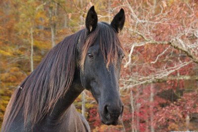 Horses under Clinch Mountain
