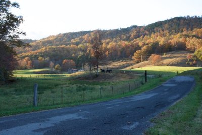 Horses under Clinch Mountain
