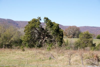 Surprised to see so many cedars.